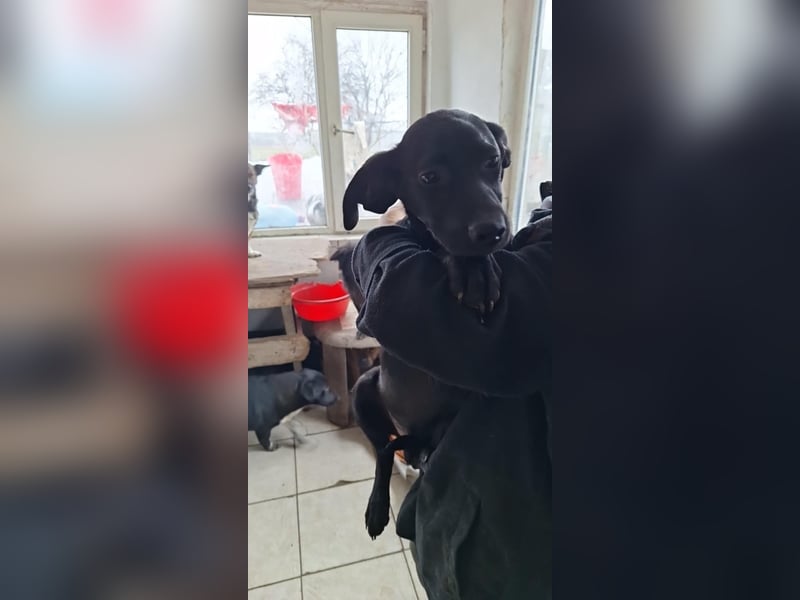 3 Labbi Mix Mäuse suchen ein Zuhause