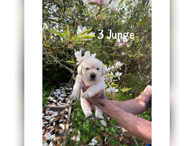 Labrador/ Golden- Retriever Welpen