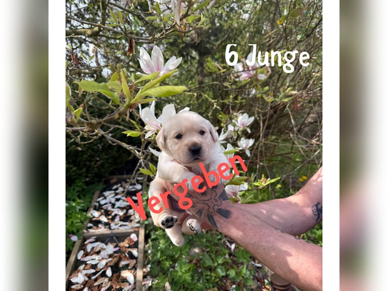 Labrador/ Golden- Retriever Welpen