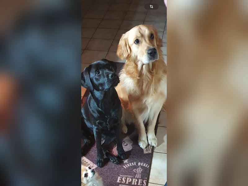 Labrador/ Golden- Retriever Welpen