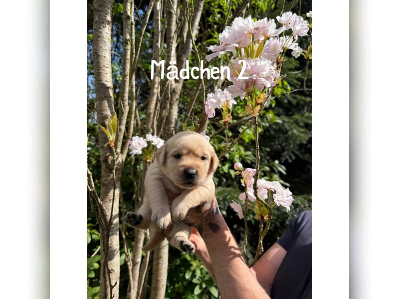 Labrador/ Golden- Retriever Welpen