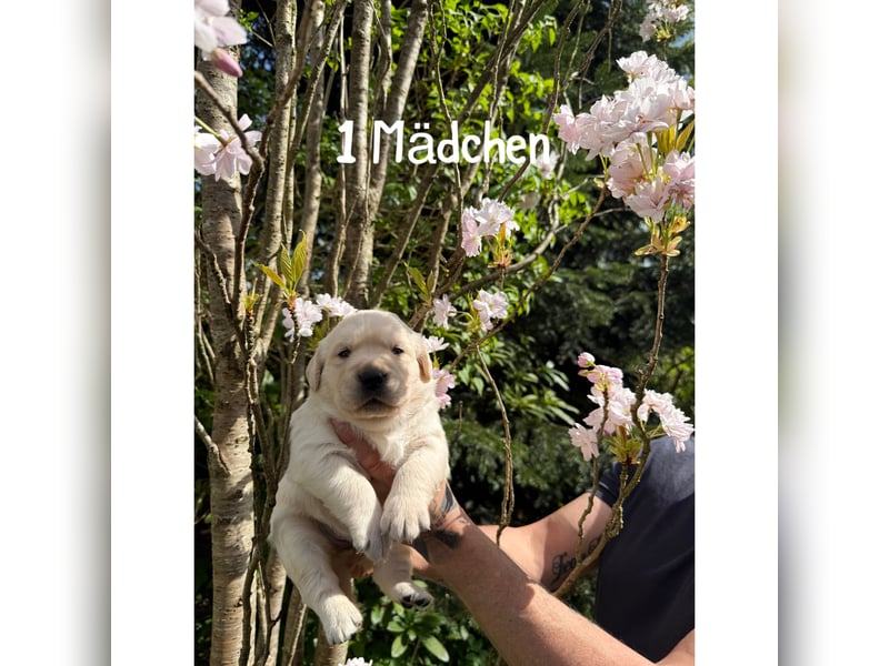 Labrador/ Golden- Retriever Welpen