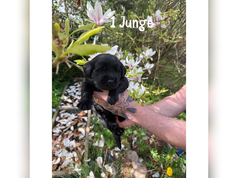 Labrador/ Golden- Retriever Welpen