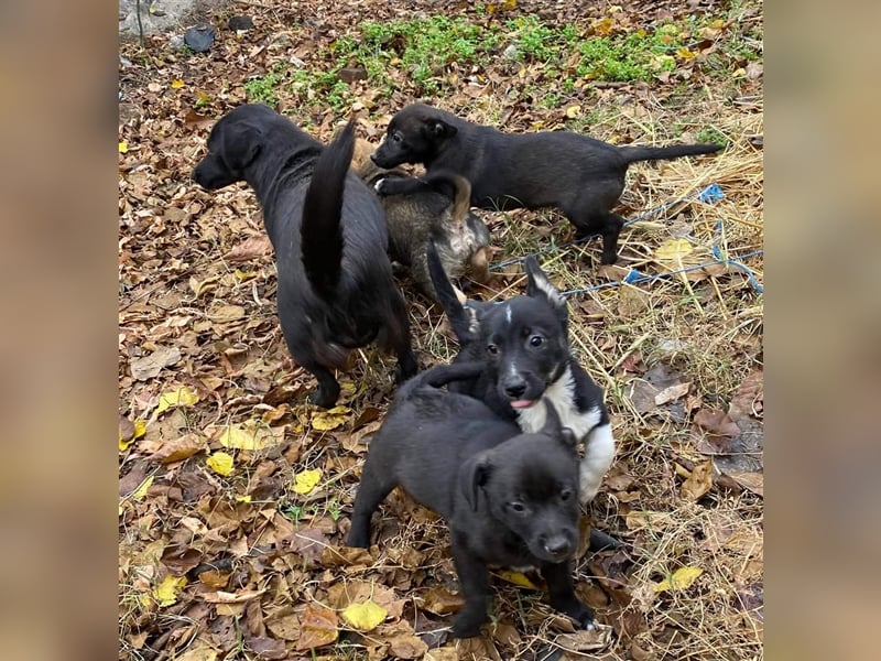 MIDNIGHT mutige super Mama mit ihren Welpen in Lebensgefahr von der Straße gerettet