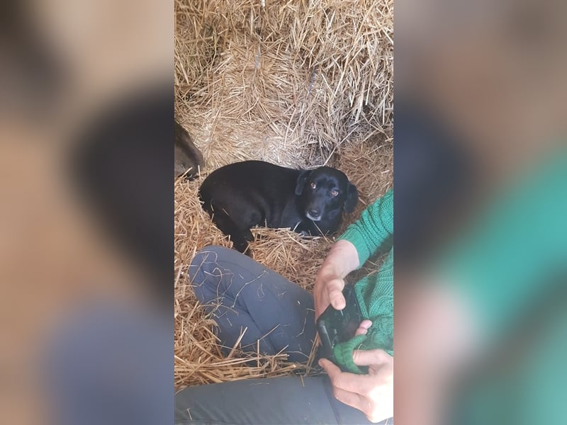 MIDNIGHT mutige super Mama mit ihren Welpen in Lebensgefahr von der Straße gerettet
