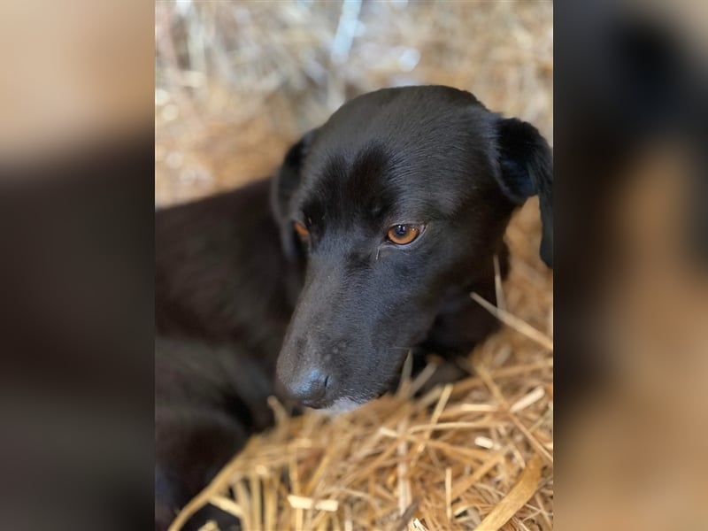 MIDNIGHT mutige super Mama mit ihren Welpen in Lebensgefahr von der Straße gerettet