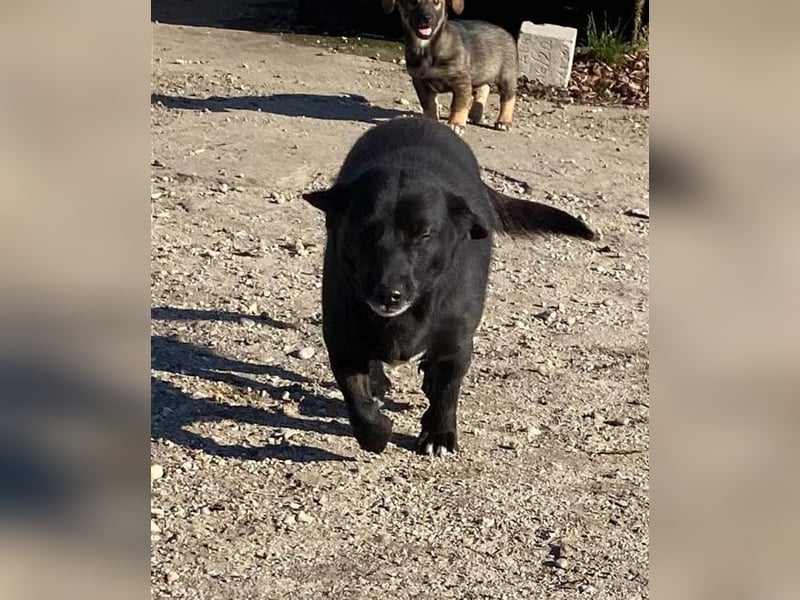MIDNIGHT mutige super Mama mit ihren Welpen in Lebensgefahr von der Straße gerettet