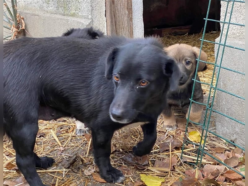 MIDNIGHT mutige super Mama mit ihren Welpen in Lebensgefahr von der Straße gerettet