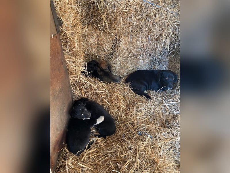 MIDNIGHT mutige super Mama mit ihren Welpen in Lebensgefahr von der Straße gerettet
