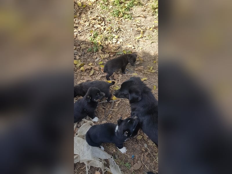 MIDNIGHT mutige super Mama mit ihren Welpen in Lebensgefahr von der Straße gerettet