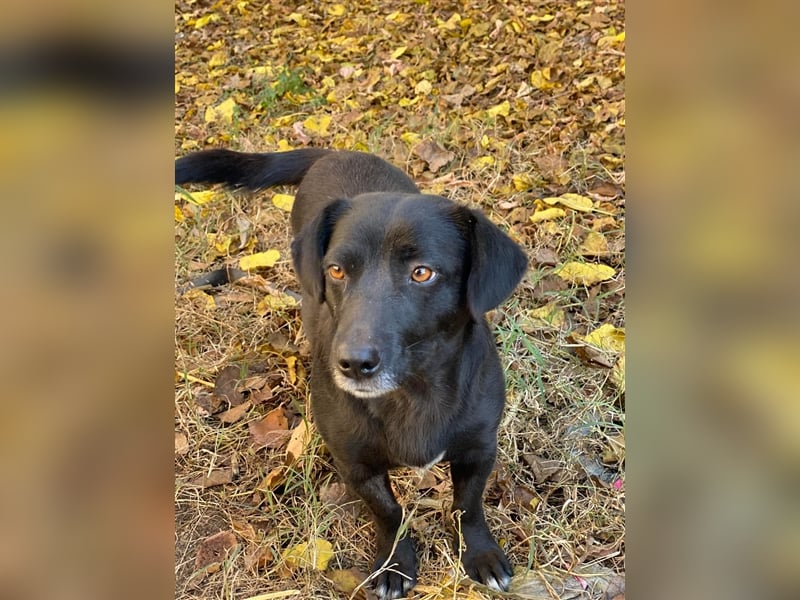 MIDNIGHT mutige super Mama mit ihren Welpen in Lebensgefahr von der Straße gerettet