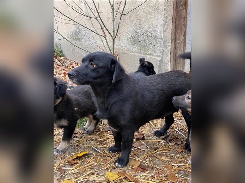 MIDNIGHT mutige super Mama mit ihren Welpen in Lebensgefahr von der Straße gerettet