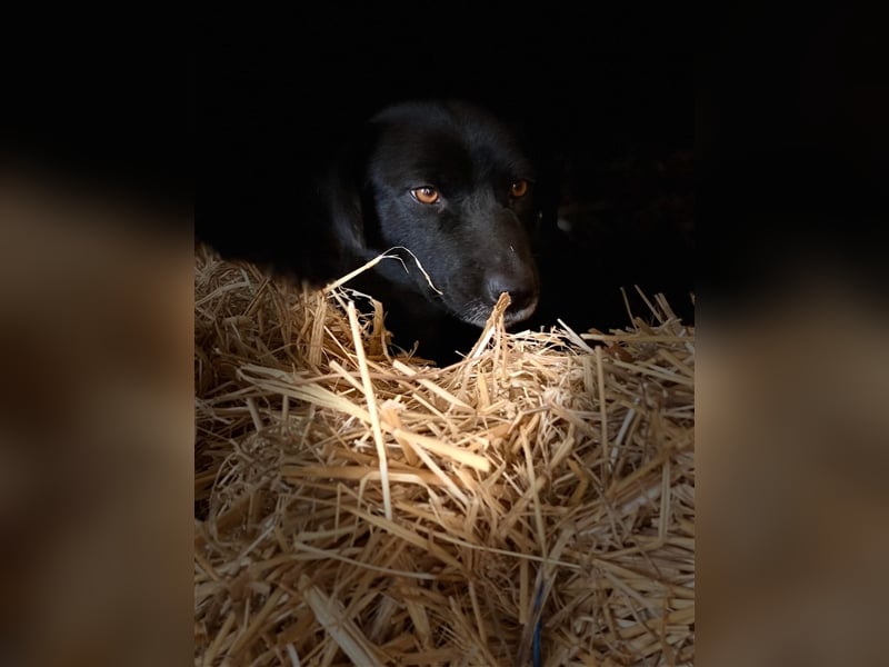 MIDNIGHT mutige super Mama mit ihren Welpen in Lebensgefahr von der Straße gerettet