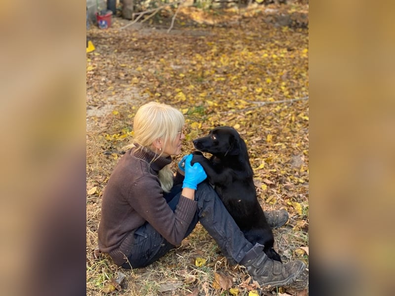 MIDNIGHT mutige super Mama mit ihren Welpen in Lebensgefahr von der Straße gerettet