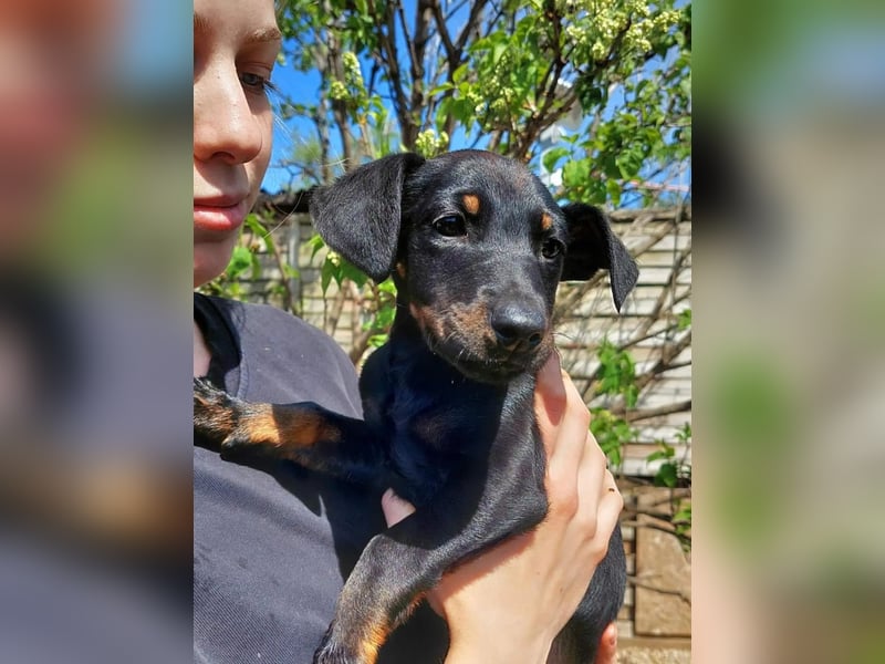 Ella (Elvira) VA - Aufgeweckte Welpin sucht Abenteuer und Geborgenheit