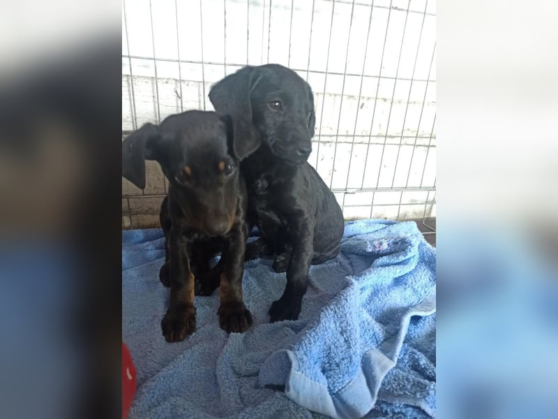 Ella (Elvira) VA - Aufgeweckte Welpin sucht Abenteuer und Geborgenheit