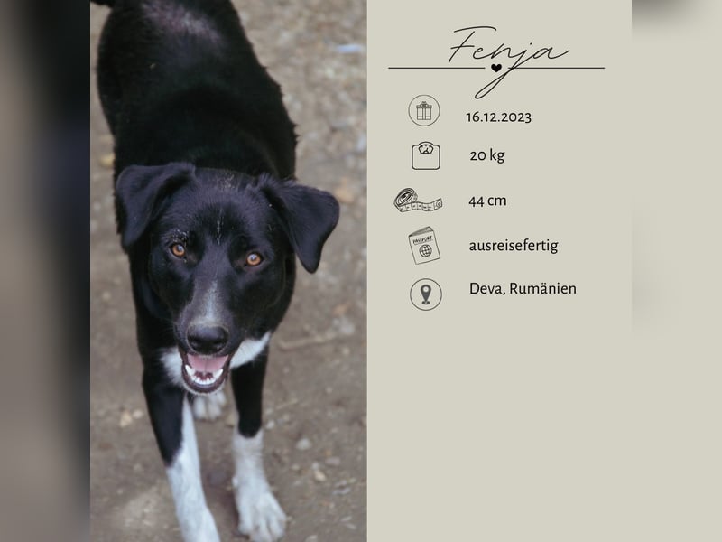 FENJA - auf der Suche nach einem Zuhause