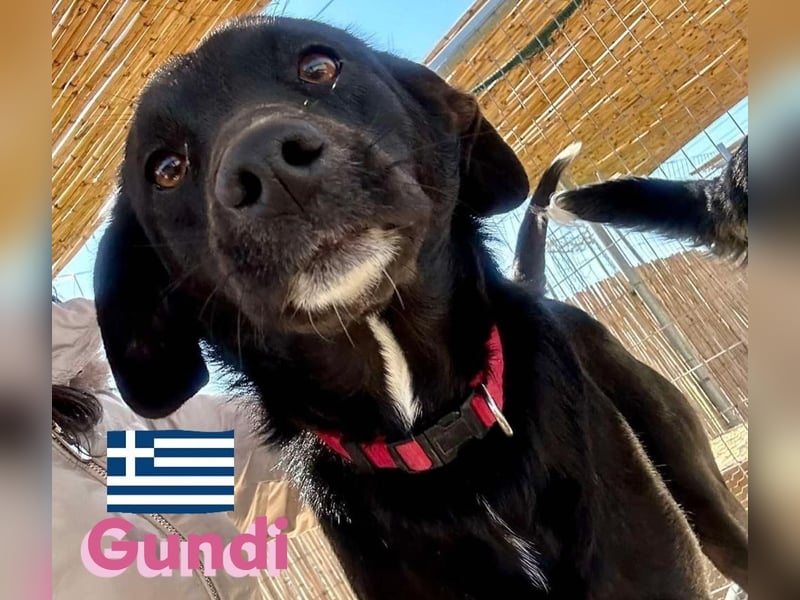 Gundi, geb.05/24 - liebes Labi-Mix Mädchen sucht ihre Familie