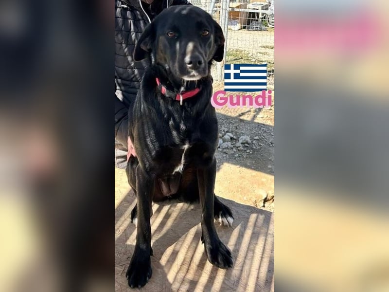 Gundi, geb.05/24 - liebes Labi-Mix Mädchen sucht ihre Familie