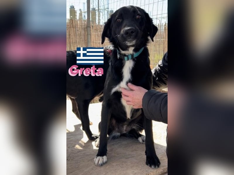 Greta, geb. 05/24 - freundliches Labi-Mix Mädchen sucht ihre Familie
