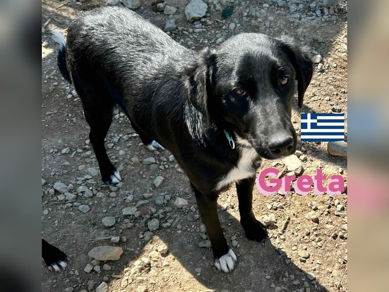 Greta, geb. 05/24 - freundliches Labi-Mix Mädchen sucht ihre Familie