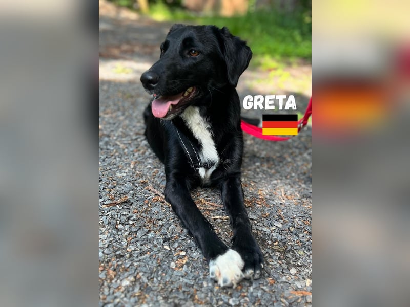 Greta, geb. 05/24 - freundliches Labi-Mix Mädchen sucht ihre Familie,bereits auf PS in 10249 Berlin