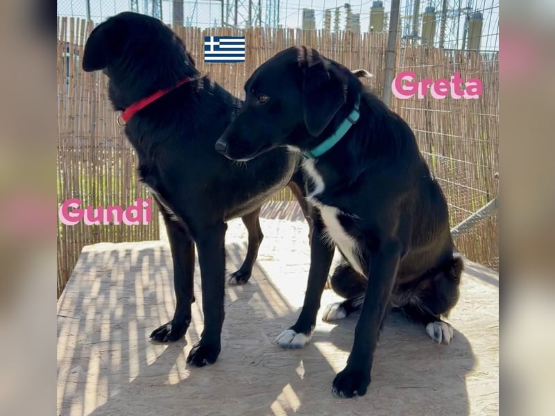 Greta, geb. 05/24 - freundliches Labi-Mix Mädchen sucht ihre Familie