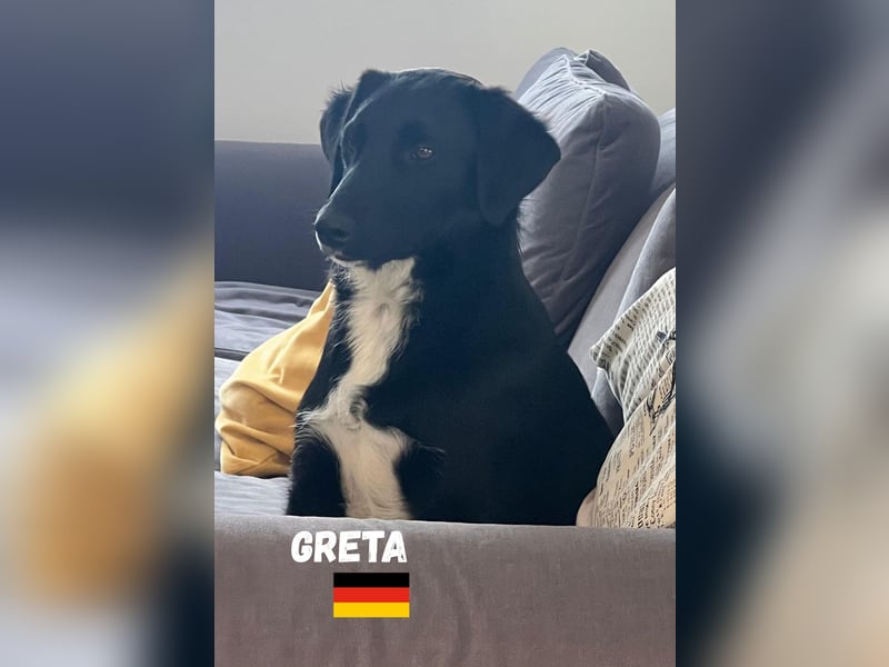 Greta, geb. 05/24 - freundliches Labi-Mix Mädchen sucht ihre Familie,bereits auf PS in 10249 Berlin