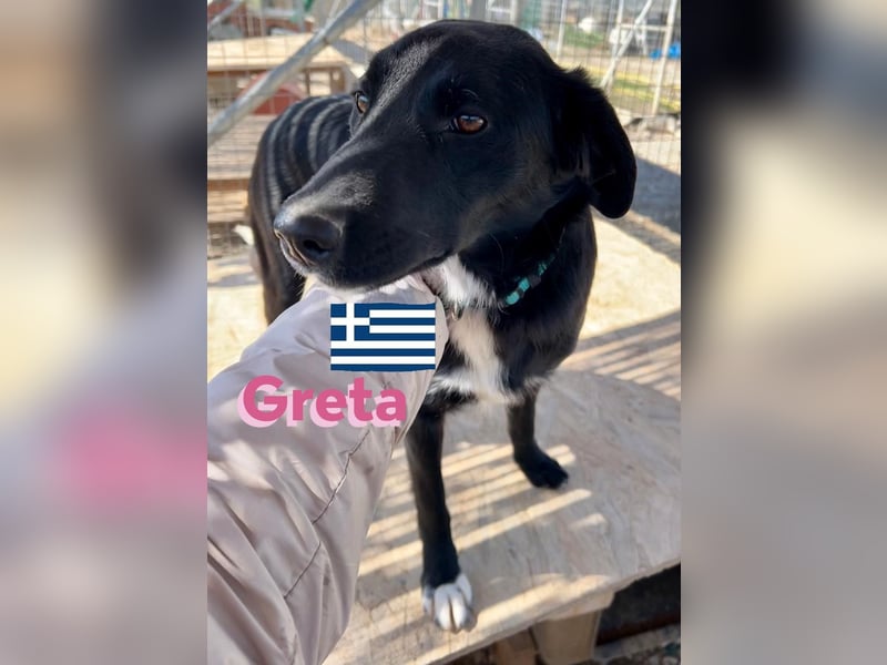 Greta, geb. 05/24 - freundliches Labi-Mix Mädchen sucht ihre Familie