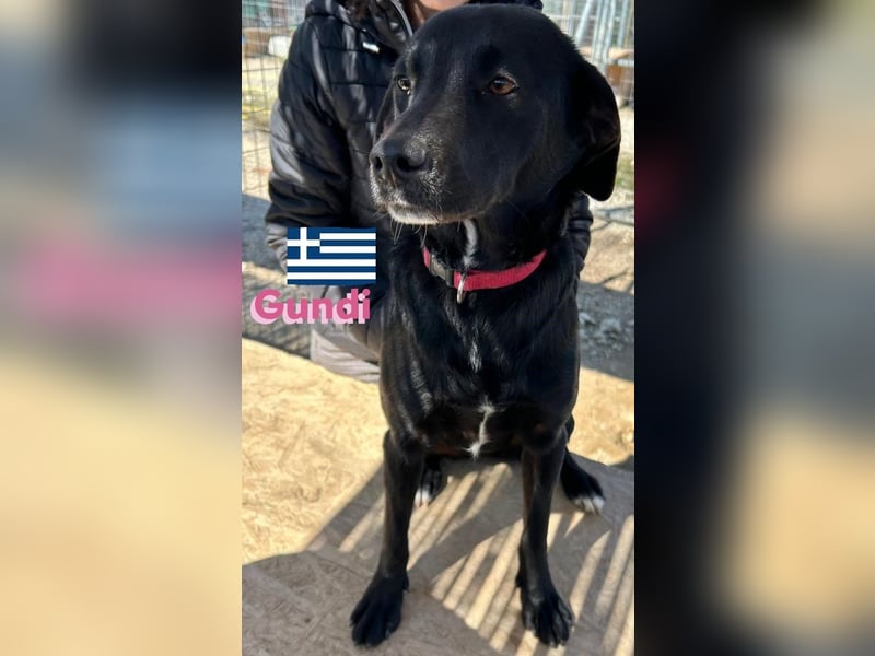 Gundi, geb.05/24 - liebes Labi-Mix Mädchen sucht ihre Familie