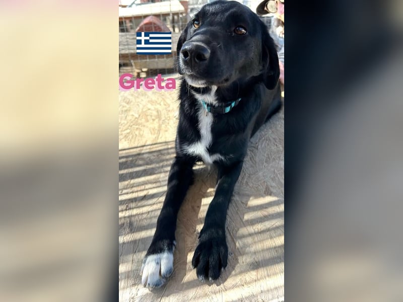 Greta, geb. 05/24 - freundliches Labi-Mix Mädchen sucht ihre Familie