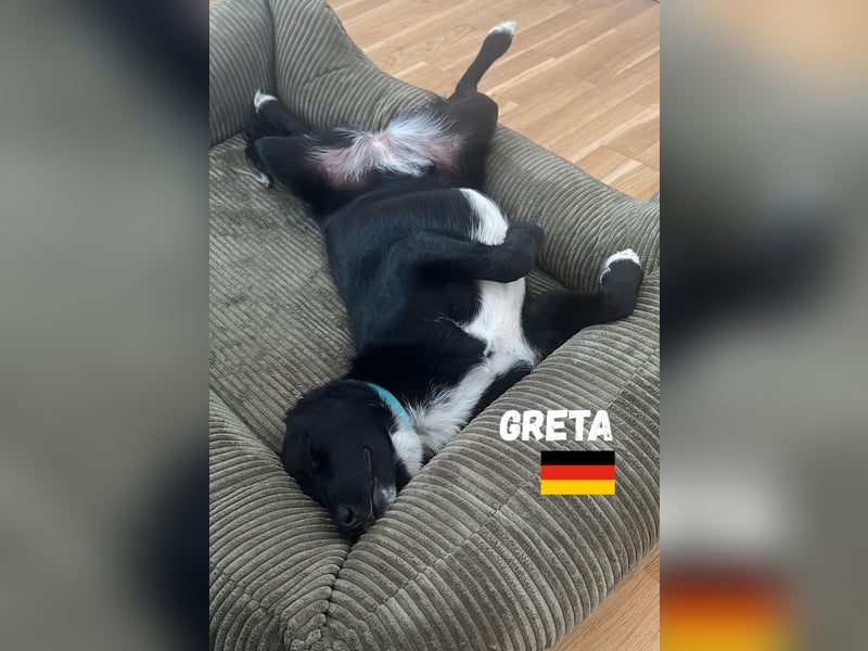 Greta, geb. 05/24 - freundliches Labi-Mix Mädchen sucht ihre Familie,bereits auf PS in 10249 Berlin