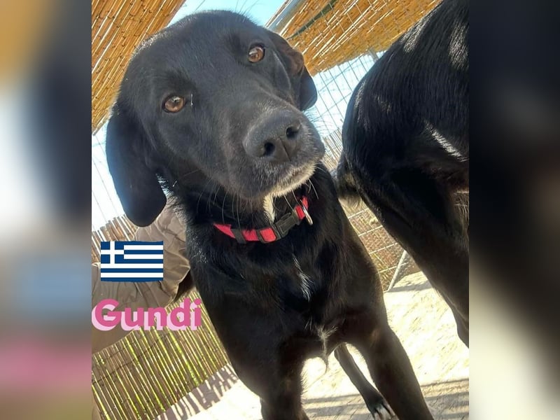 Gundi, geb.05/24 - liebes Labi-Mix Mädchen sucht ihre Familie