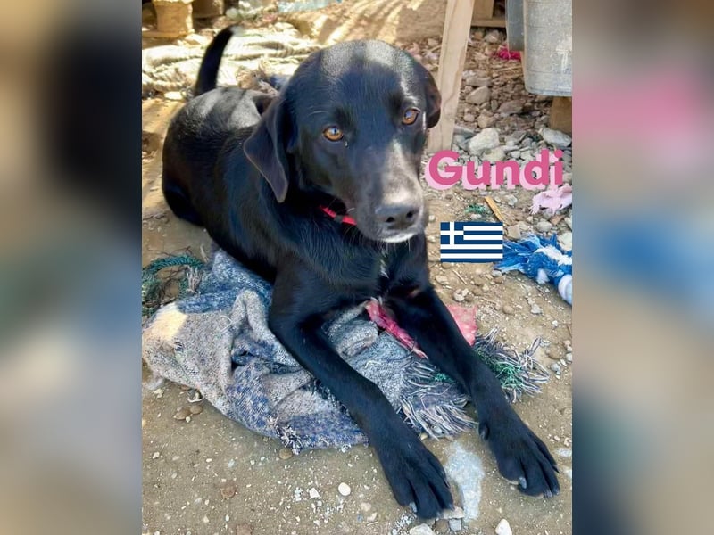 Gundi, geb.05/24 - liebes Labi-Mix Mädchen sucht ihre Familie