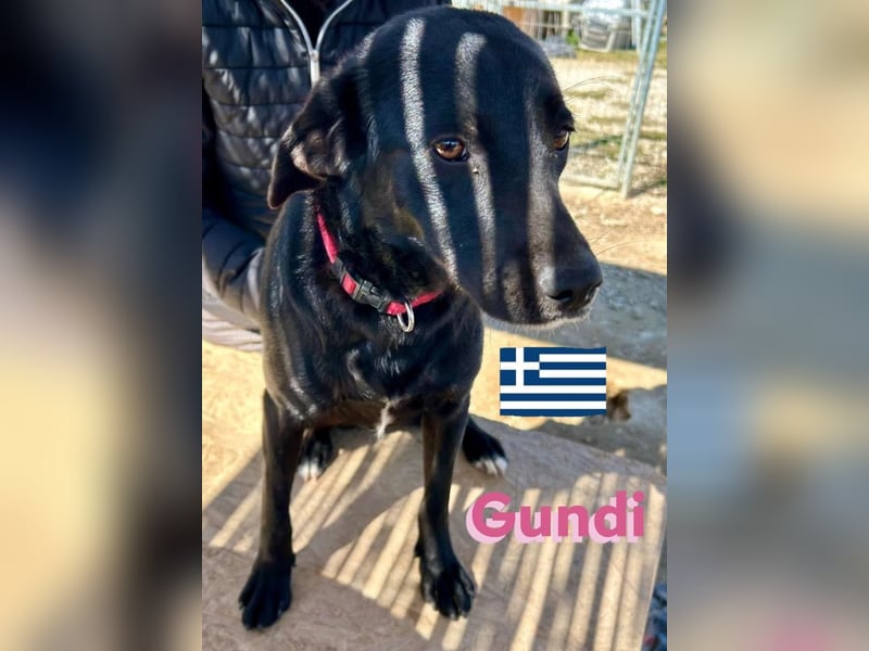 Gundi, geb.05/24 - liebes Labi-Mix Mädchen sucht ihre Familie