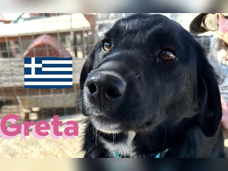 Greta, geb. 05/24 - freundliches Labi-Mix Mädchen sucht ihre Familie