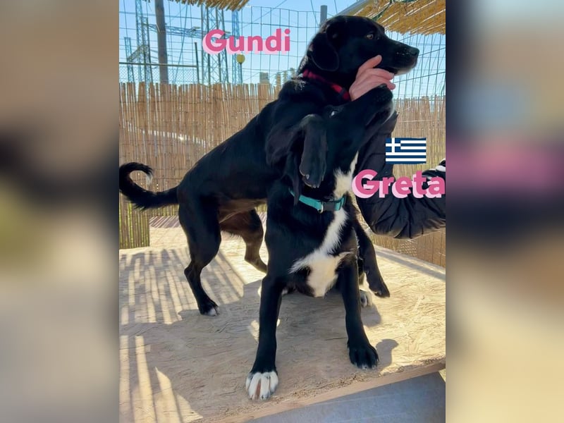 Gundi, geb.05/24 - liebes Labi-Mix Mädchen sucht ihre Familie