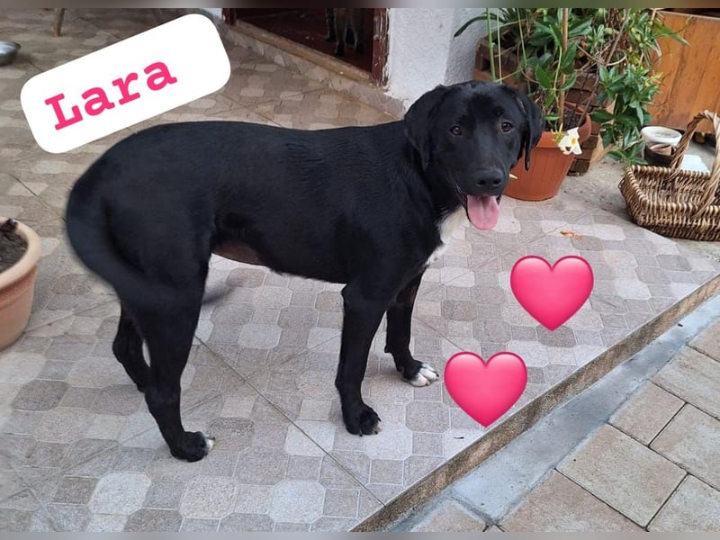 Labrador Mix Lara, sehr verträglich und anhänglich lebt bei einer PS in Rumänien Tierschutz