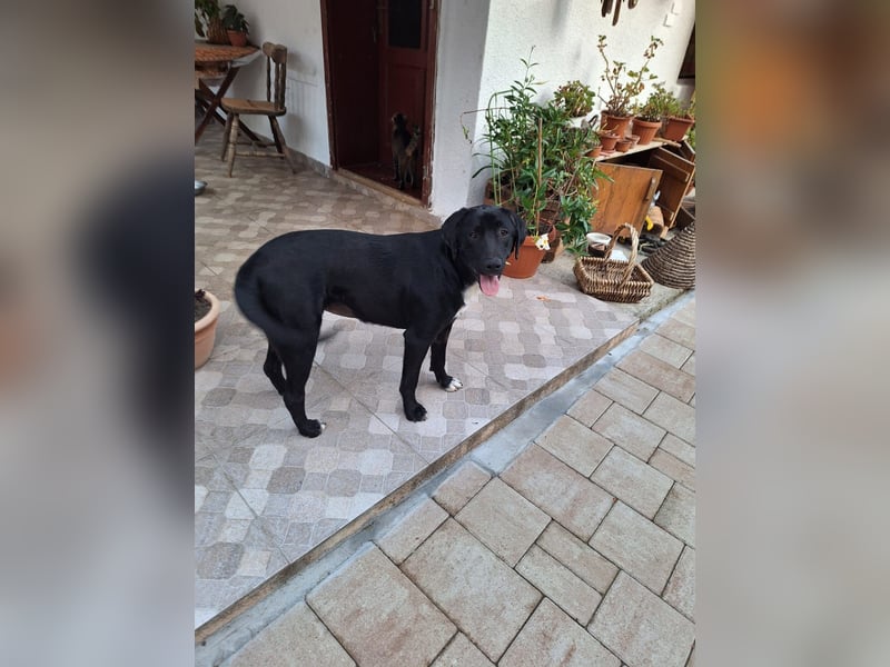 Labrador Mix Lara, sehr verträglich und anhänglich lebt bei einer PS in Rumänien Tierschutz