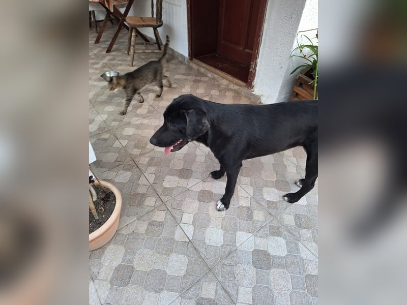 Labrador Mix Lara, sehr verträglich und anhänglich lebt bei einer PS in Rumänien Tierschutz