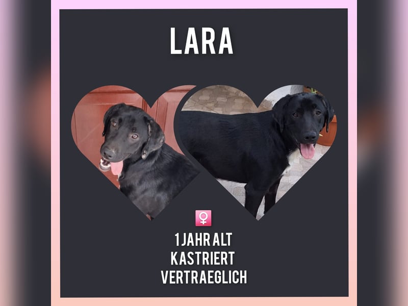 Labrador Mix Lara, sehr verträglich und anhänglich lebt bei einer PS in Rumänien Tierschutz
