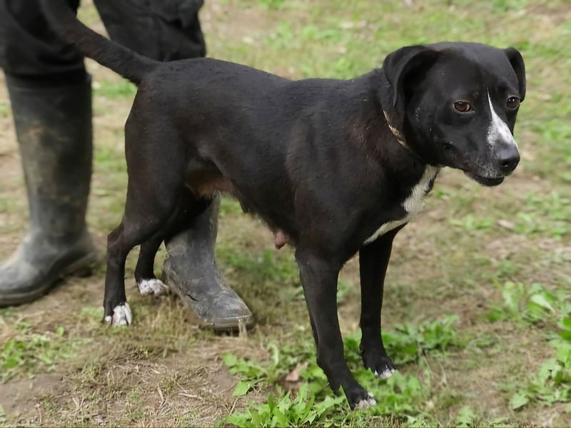 Ilcsi-LM, fröhliche Flitzemaus sucht Familie zum Kuscheln und Spielen