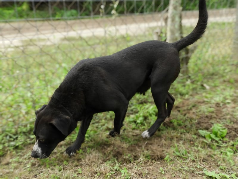 Ilcsi-LM, fröhliche Flitzemaus sucht Familie zum Kuscheln und Spielen
