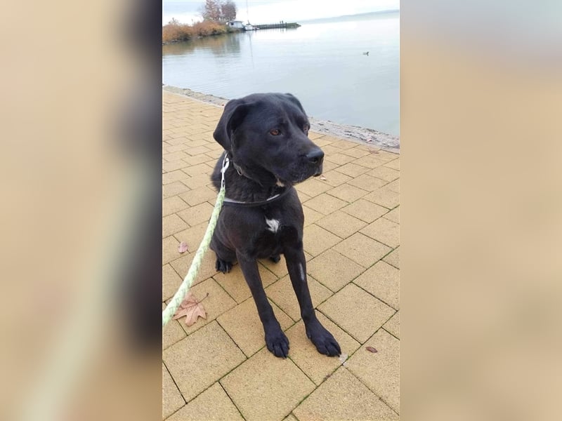 Dorothy, Labrador Mix Hündin geb. 2019