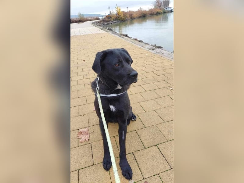 Dorothy, Labrador Mix Hündin geb. 2019