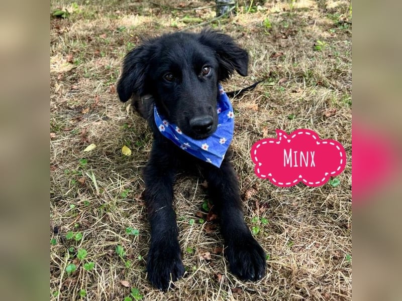 Minx eine tolle Hündin