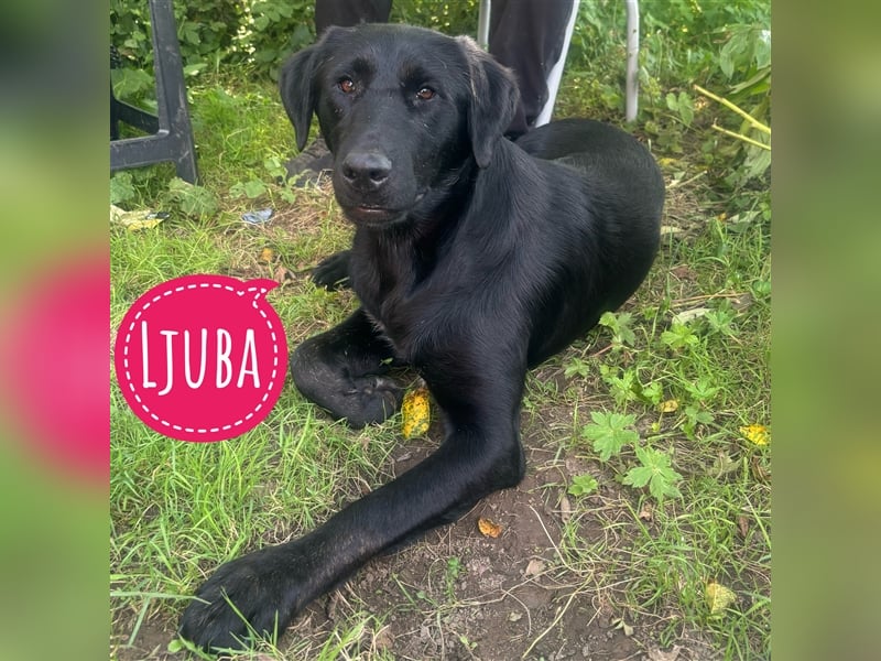 Ljuba eine unsichere Maus