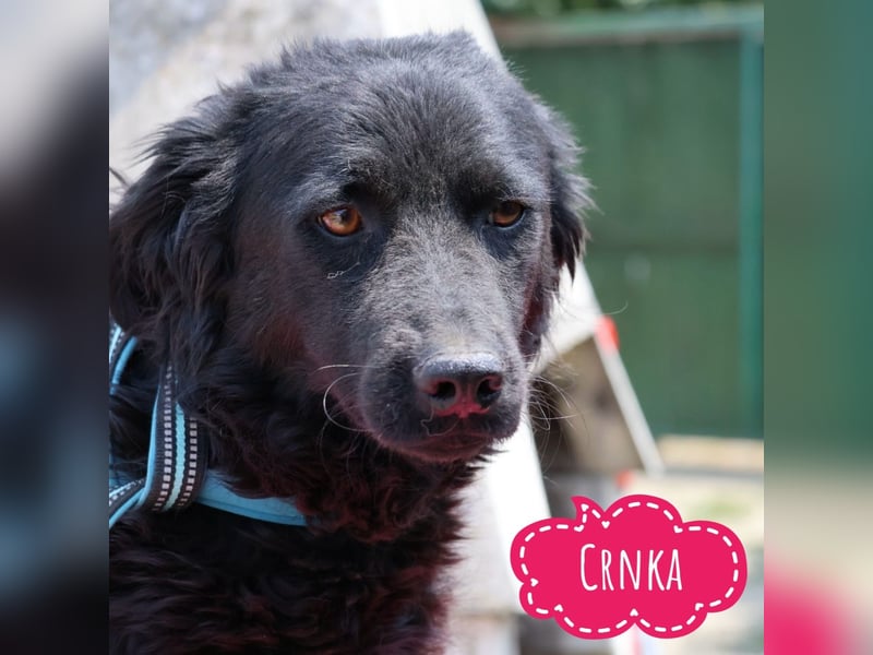 Crnka - eine tolle