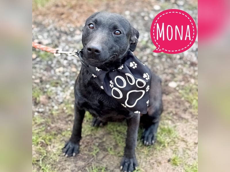 Mona eine unsichtbare schwarze Hündin