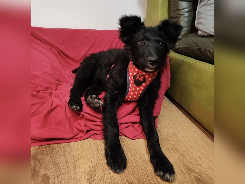 Bailey eine schwarze Perle